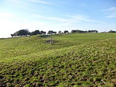 Buzbury Rings (geograph 3293909).jpg