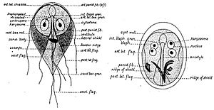 CE Simon Giardia Drawings 1921