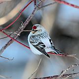 Carduelis hornemanni CT3.jpg