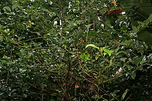 Cinnamomum tamala W IMG 2436