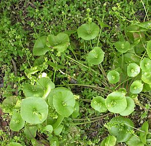 Claytonia perfoliata 2003-05-19