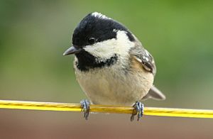 Coal tit (Periparus ater) on line