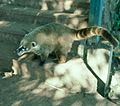 Coati-iguazu