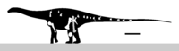 Comahuesaurus Skeletal V0.svg