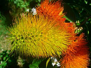 Combretum fruticosum.jpg