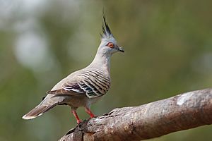 Crested Pigeon Nov09