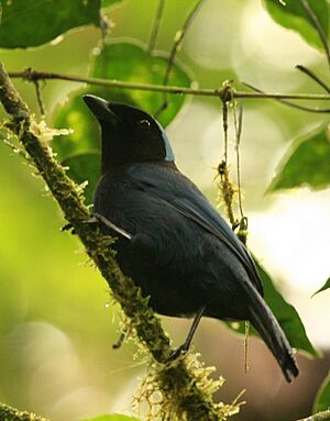 Cyanolyca cucullata perched