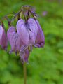 Dicentra formosa closeup