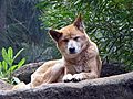 Dingo Perth Zoo SMC Sept 2005