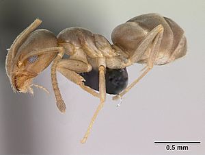 Doleromyrma darwiniana casent0009949 profile 1.jpg