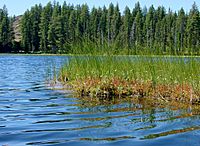 Drosera anglica habitat