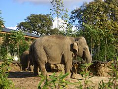 Dublin Zoo (4489667372)