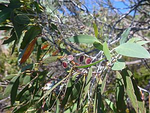 E. coccifera capsules