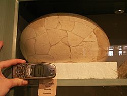 Elephant Bird Egg.JPG