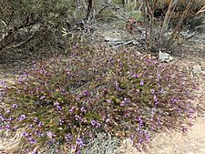 Eremophila densifolia habit