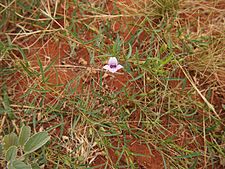 Eremophila hughesii 2