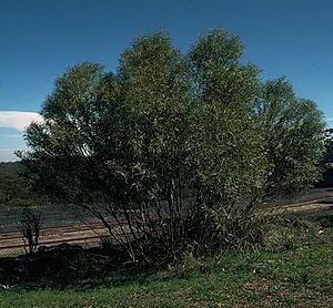 Eucalyptus apiculata habit.jpg