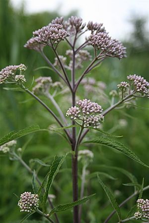 Flower Buds.JPG