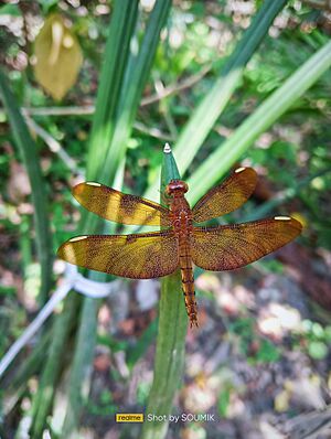 Fulvous Forest Skimmer (female)