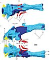 Gorgonopsian brain