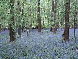 Hallerbos Bluebells