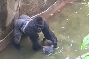 Harambe with boy.jpg