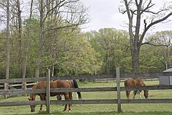 Horse farm in Howell