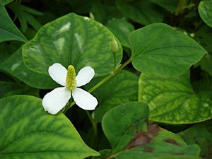 Houttuynia cordata.jpg