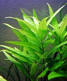 Hygrophila corymbosa siamensis