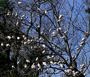 Ibis Tree