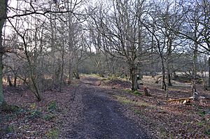 Knebworth Woods 1.JPG