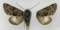 Lasionycta staudingeri preblei2.JPG