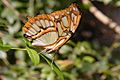 Malachite underside