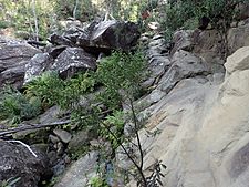 Melaleuca flammea (habit)