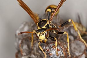 Mischocyttarus flavitarsis Head Closeup.jpg