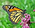 Monarch (Danaus plexippus) (7478979698)