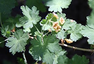 Mountain gooseberry Ribes montigenum flowers