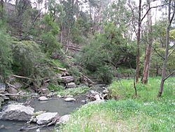 Mullum Mullum Gorge