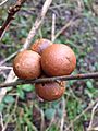 Oak Gall Wasp