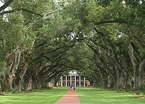 Oak alley - view from front