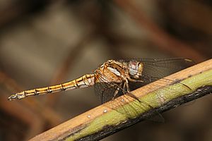 Orthetrum chrysostigma.jpg