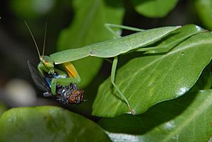 Orthodera novaezealandiae nymph eating blowfly