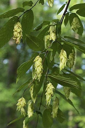 Ostrya virginiana 2.jpg