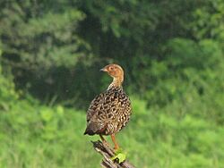 Painted Francolin CME1
