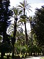 Palmeral de Elche 03