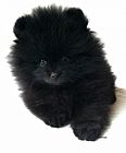 Pomeranian puppy