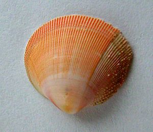 Pratulum pulchellum.JPG