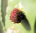 Prickly pear leaf bud