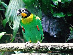 Pyrilia barrabandi -Napo Wildlife Reserve-4.jpg