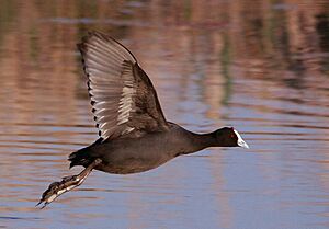 Red-knobbed Coot (or Crested Coot), Fulica cristata flying over the water at Marievale. (8131770389).jpg